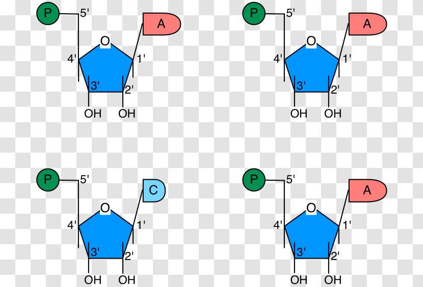 Point Technology Pattern - Organism Transparent PNG