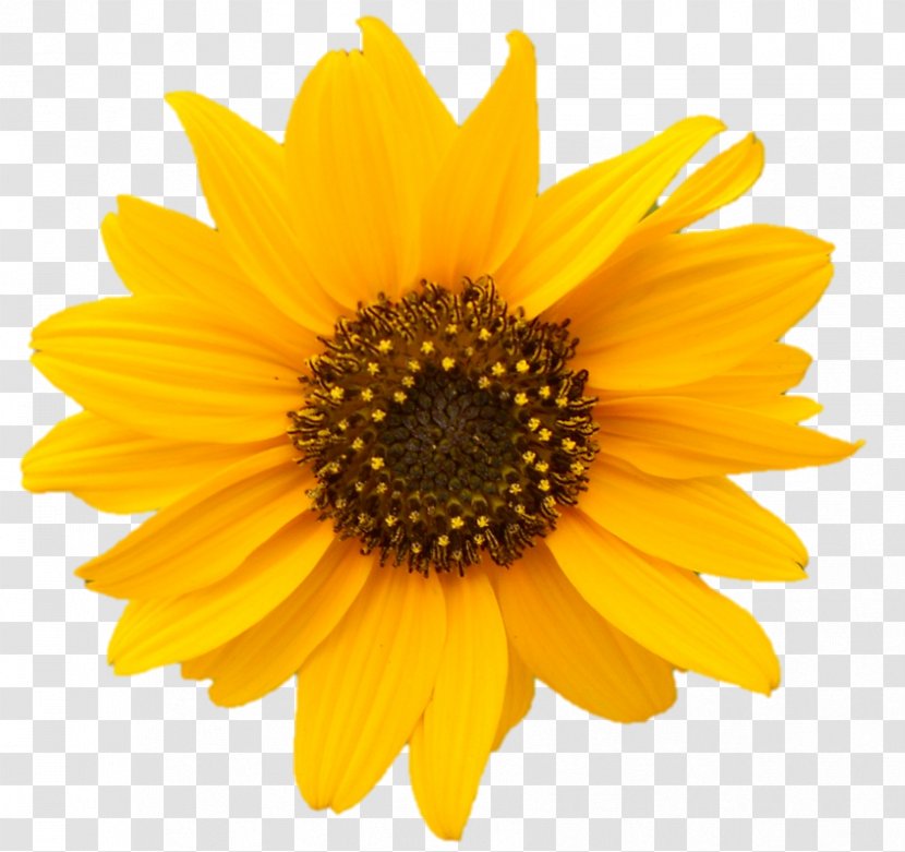 Clip Art Common Sunflower Royalty-free Image Stock.xchng - Yellow - Corn Transparent PNG