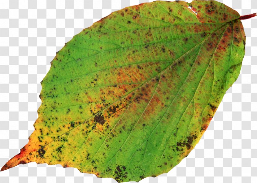 Leaf Photography - Red Transparent PNG