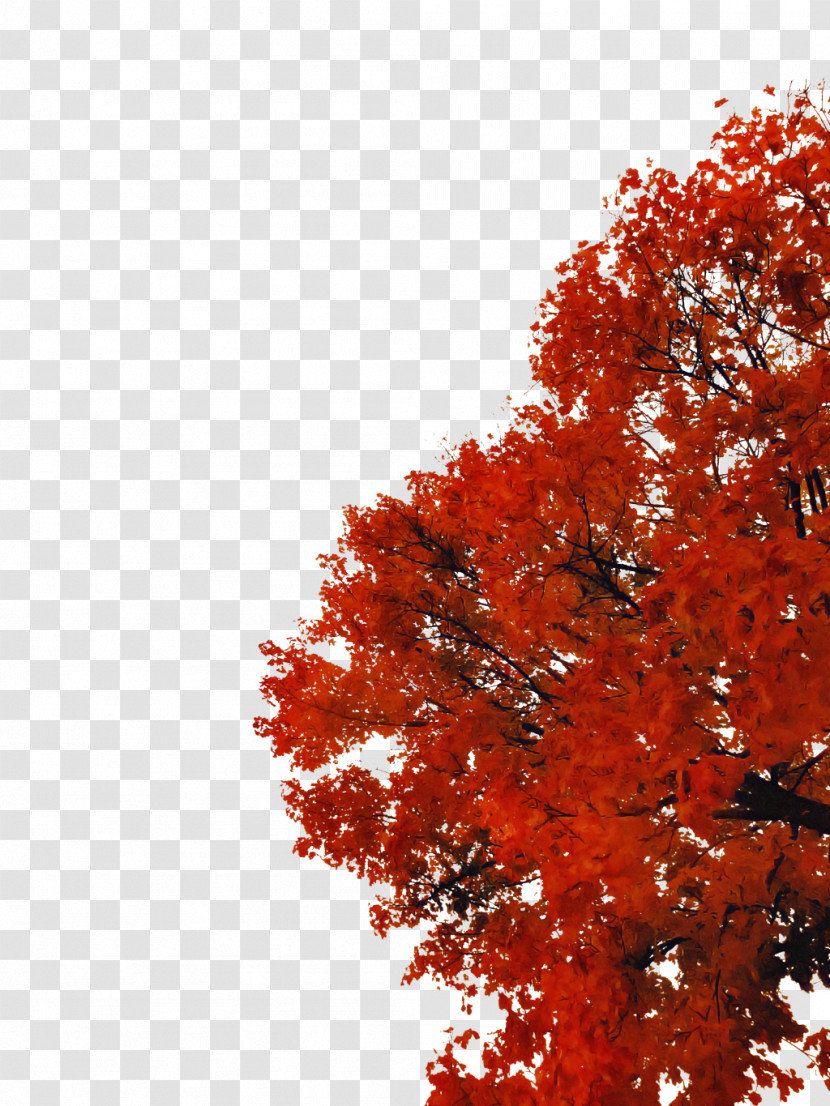 Tree Red Leaf Woody Plant Maple Transparent PNG