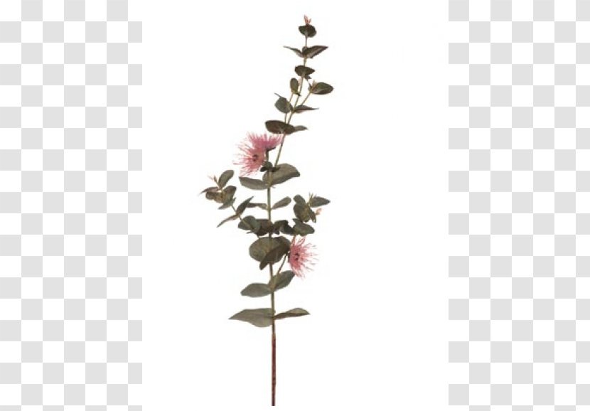 Twig Plant Stem Flowering - Tree - Silver Dollar Eucalyptus Transparent PNG