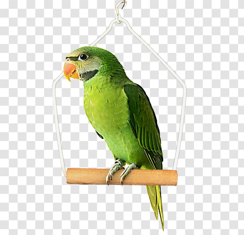Budgerigar Bird Clip Art Parakeet - Beak - Real Parrot Transparent PNG
