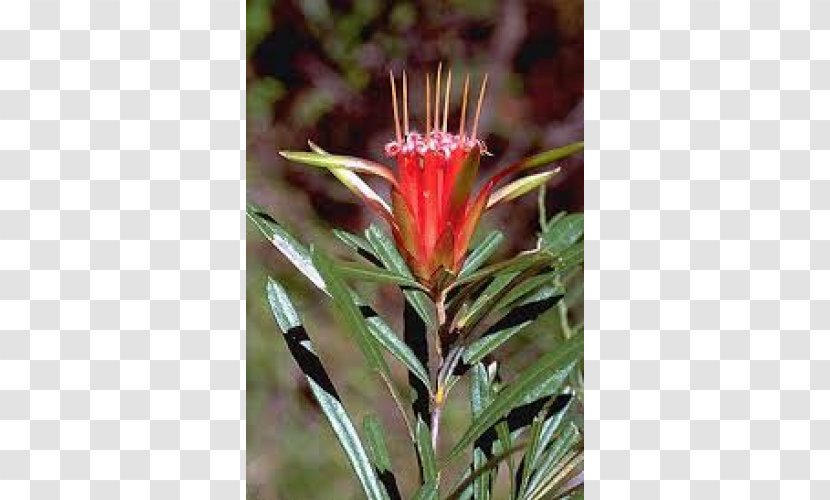 Spider Flower Lambertia Formosa Lignotuber Plant - Propagation Transparent PNG