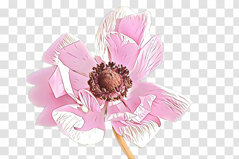 Pink Flower Petal Plant Cut Flowers Transparent PNG
