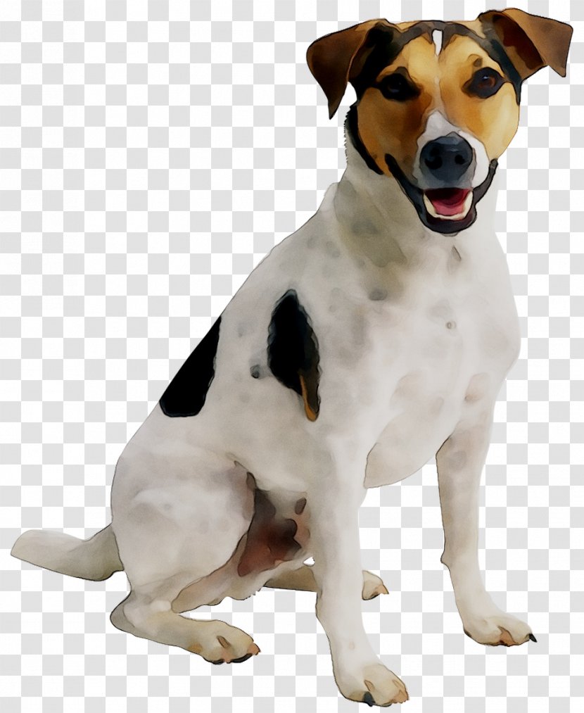 Puppy Cat Jack Russell Terrier Pet Sitting Dog Daycare - Parson - Veterinarian Transparent PNG