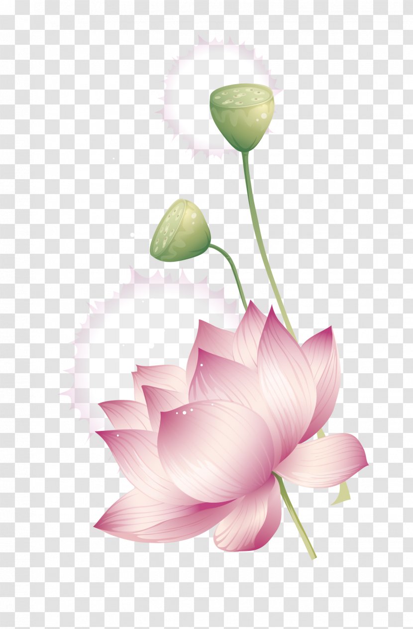Nelumbo Nucifera - Cut Flowers - Summer Lotus Element Transparent PNG