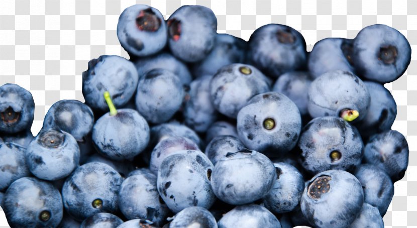 Blueberry Bee Nutrition Fruit Food - Vitis - Blueberries Transparent PNG