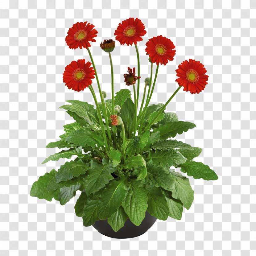 Chrysanthemum Flowerpot Barberton Daisy Cut Flowers - Transvaal Transparent PNG