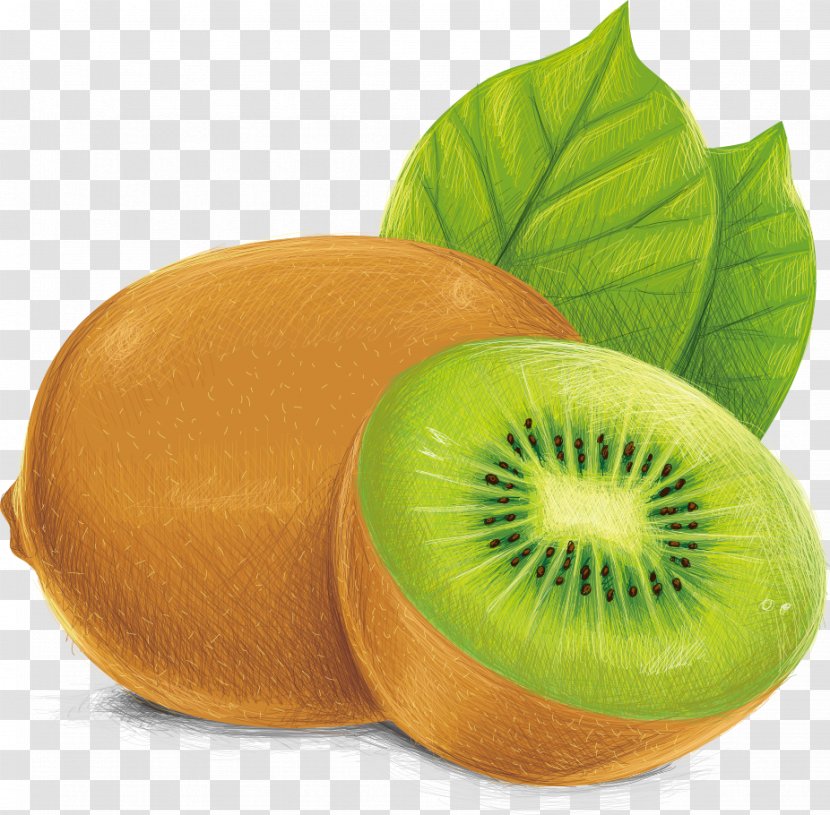 Kiwifruit Vecteur Illustration Kiwi Vector Transparent PNG