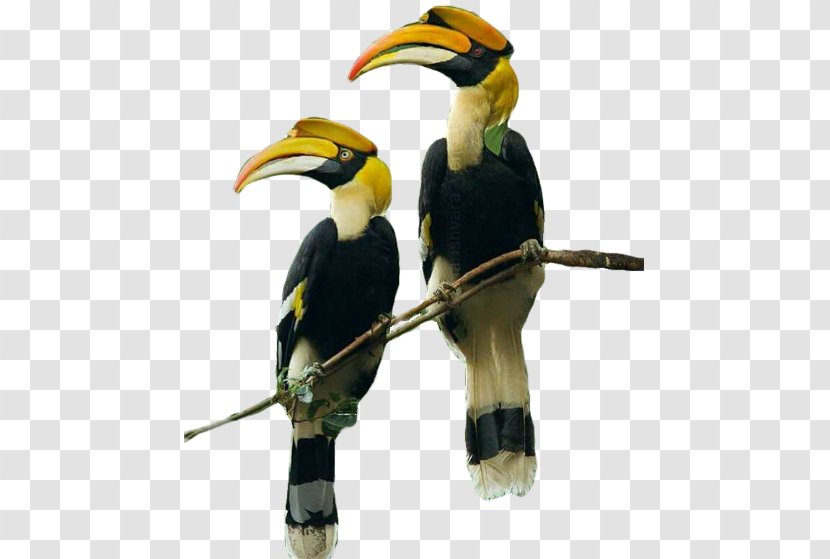 Intsingizi Town Lodge And Conference Centre Hornbill Street Toucan Bird Transparent PNG