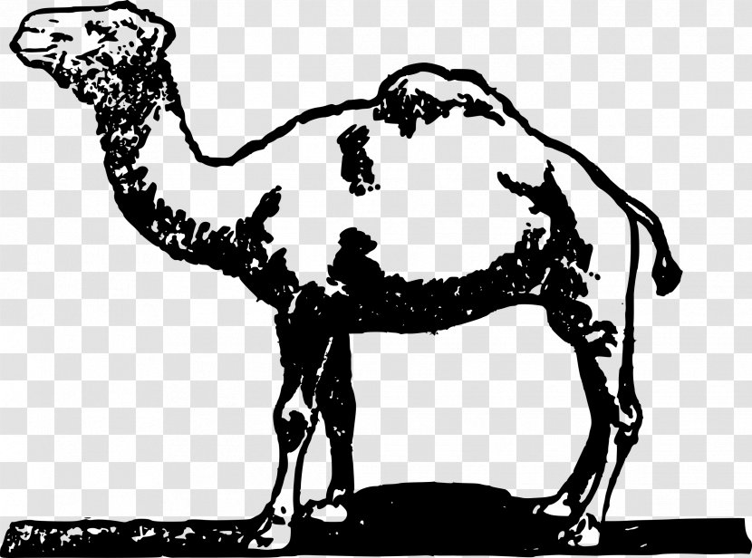 Dromedary Horse Bactrian Camel Clip Art - Black And White Transparent PNG