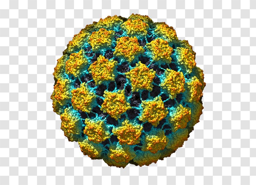 Gardasil Bovine Papillomavirus Human Infection Papilloma Virus Vaccine Cervical Cancer Transparent PNG