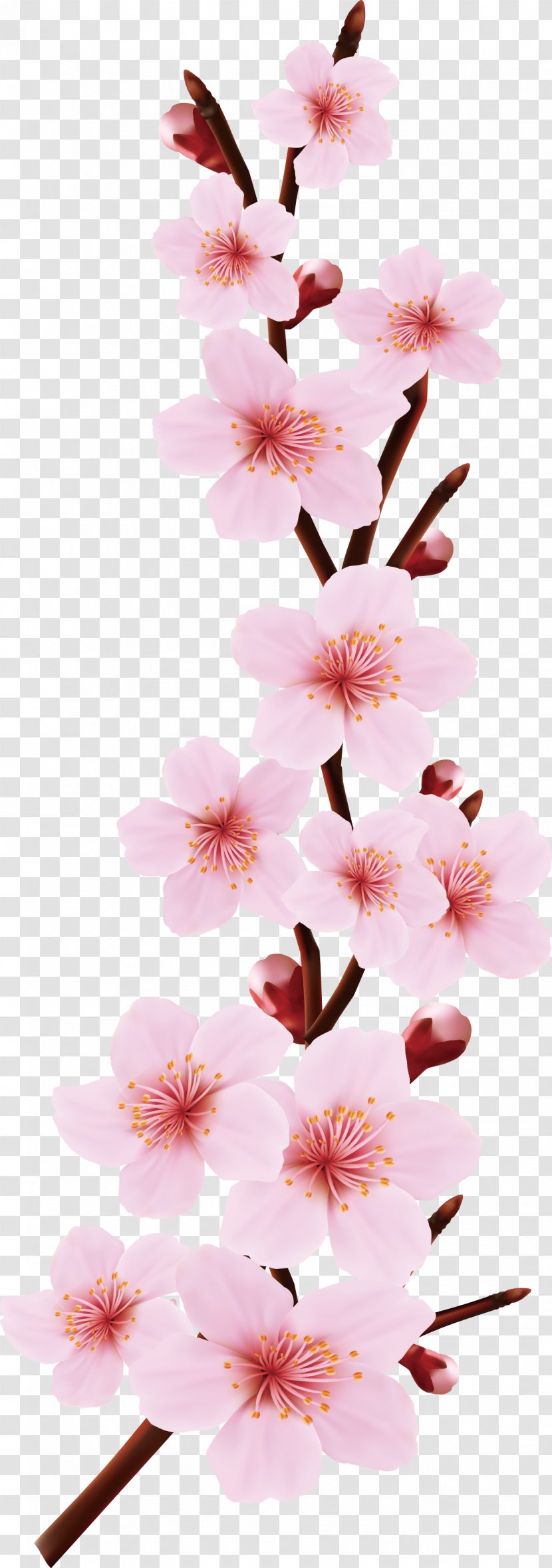 Pink Flowers Blossom Drawing - Flowering Plant - Cherry Vector Design Transparent PNG