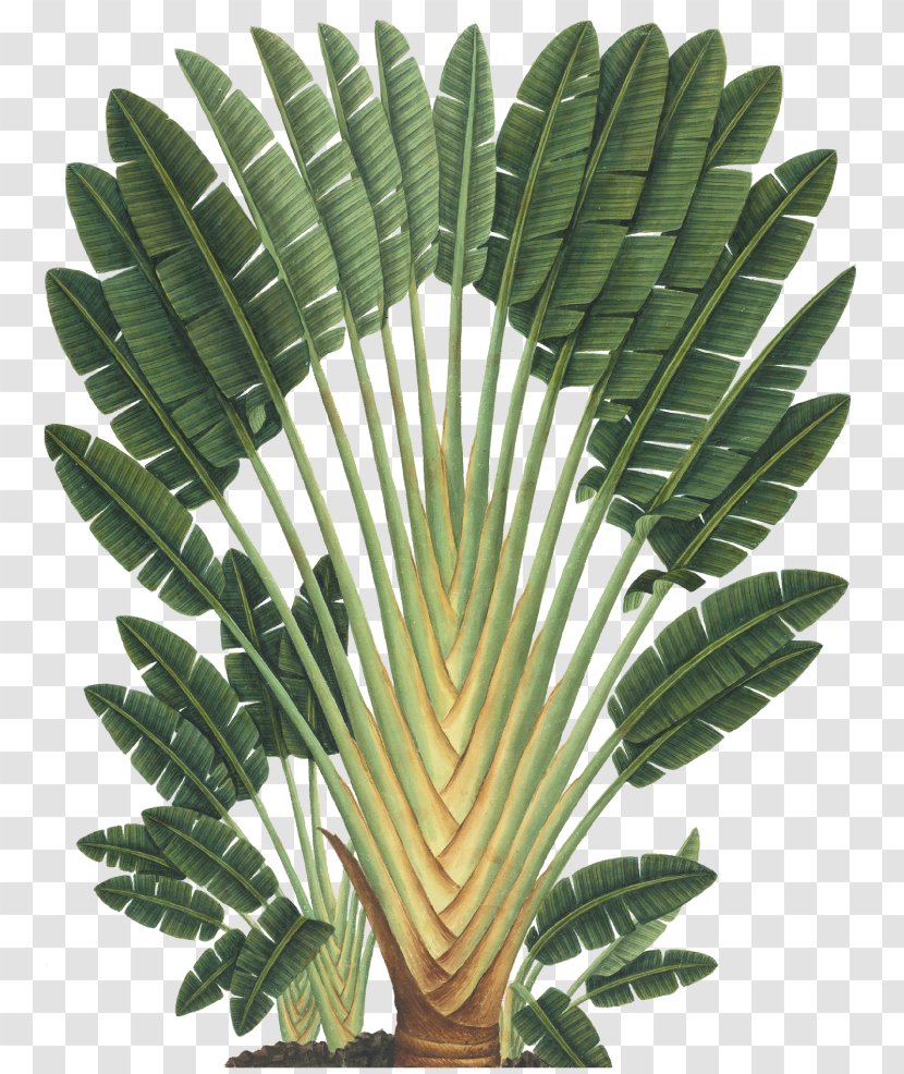 Art Forms In Nature Ravenala Madagascariensis Botanical Illustration Botany - Drawing - Banana Leaves Transparent PNG