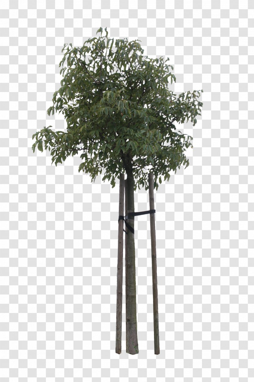 Flowerpot - Branch - Cut Tree Transparent PNG