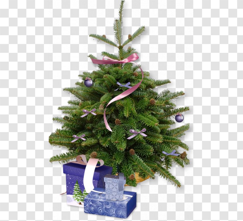 Christmas Tree Cultivation Pine - Evergreen - Real Transparent PNG