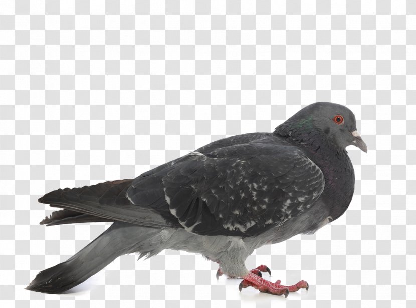 Rock Dove Columbidae Stock Photography - Grey - Pigeon Transparent PNG