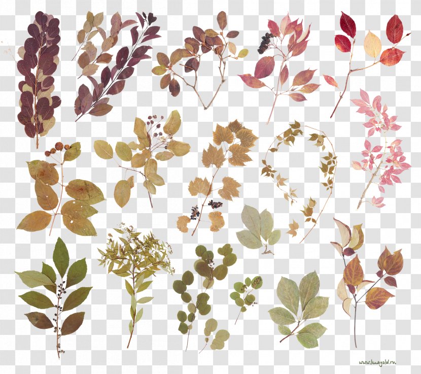 Leaf Floral Design Clip Art JPEG - Orange Transparent PNG