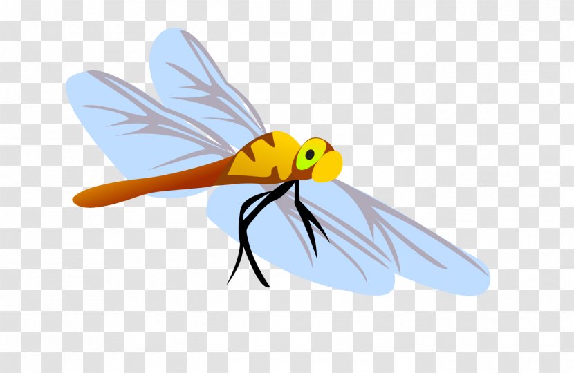 Dragonfly Honey Bee Insect Euclidean Vector Transparent PNG