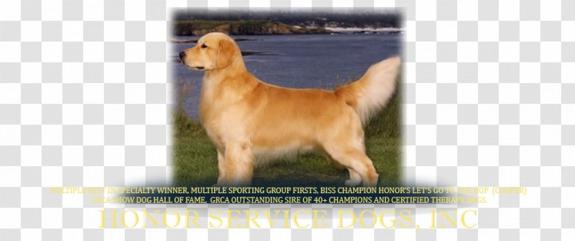 Golden Retriever Nova Scotia Duck Tolling Dog Breed Puppy Westminster Kennel Club Show - Like Mammal - American Transparent PNG