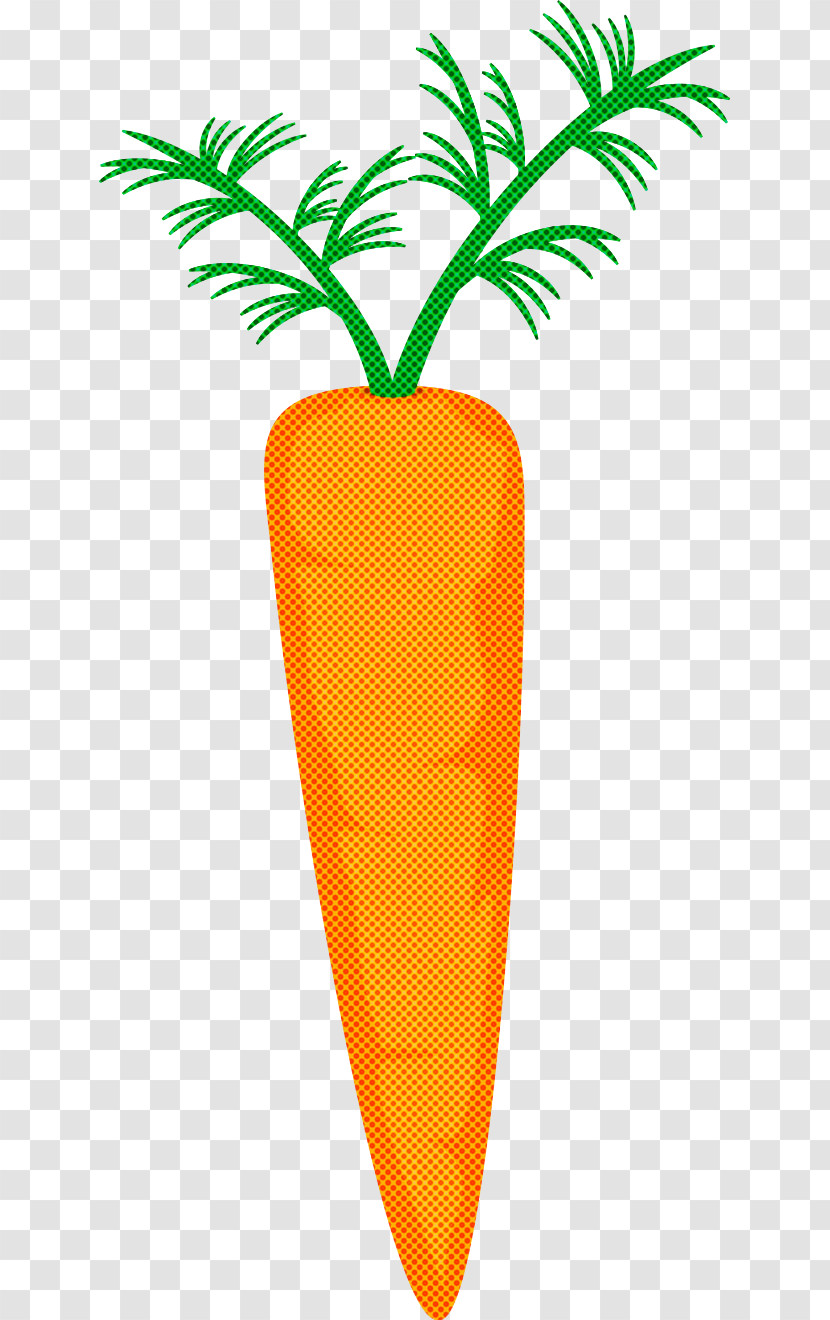 Carrot Root Vegetable Vegetable Wild Carrot Plant Transparent PNG