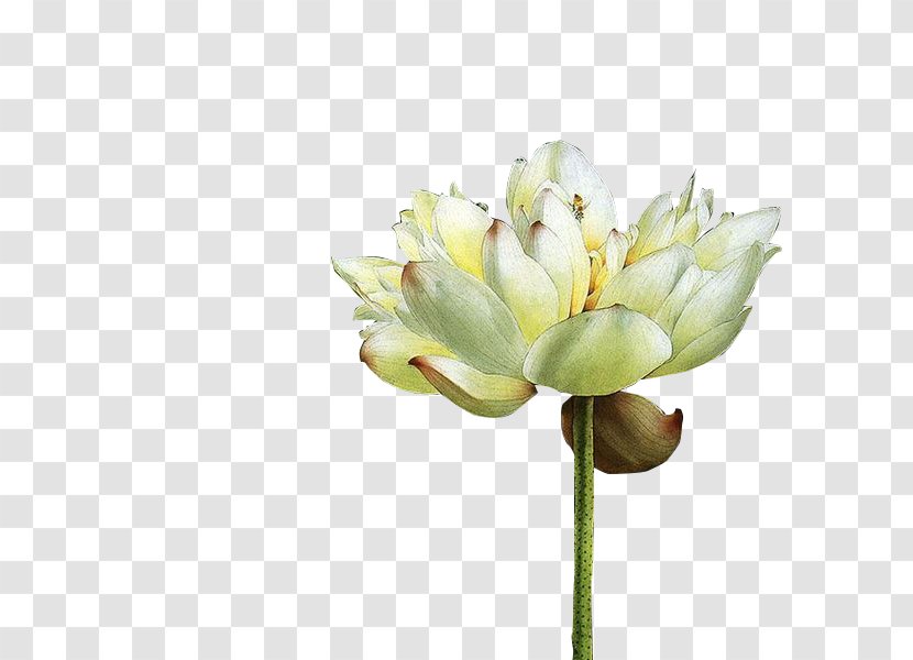 White - Plant - Lotus Transparent PNG