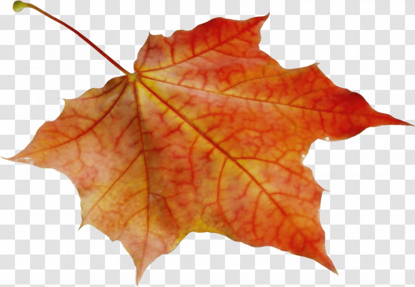 Autumn Leaves Watercolor - Planetree Family - Perennial Plant Ivy Transparent PNG