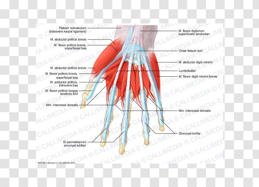 Thumb Abductor Digiti Minimi Muscle Of Hand Lumbricals The - Tree Transparent PNG
