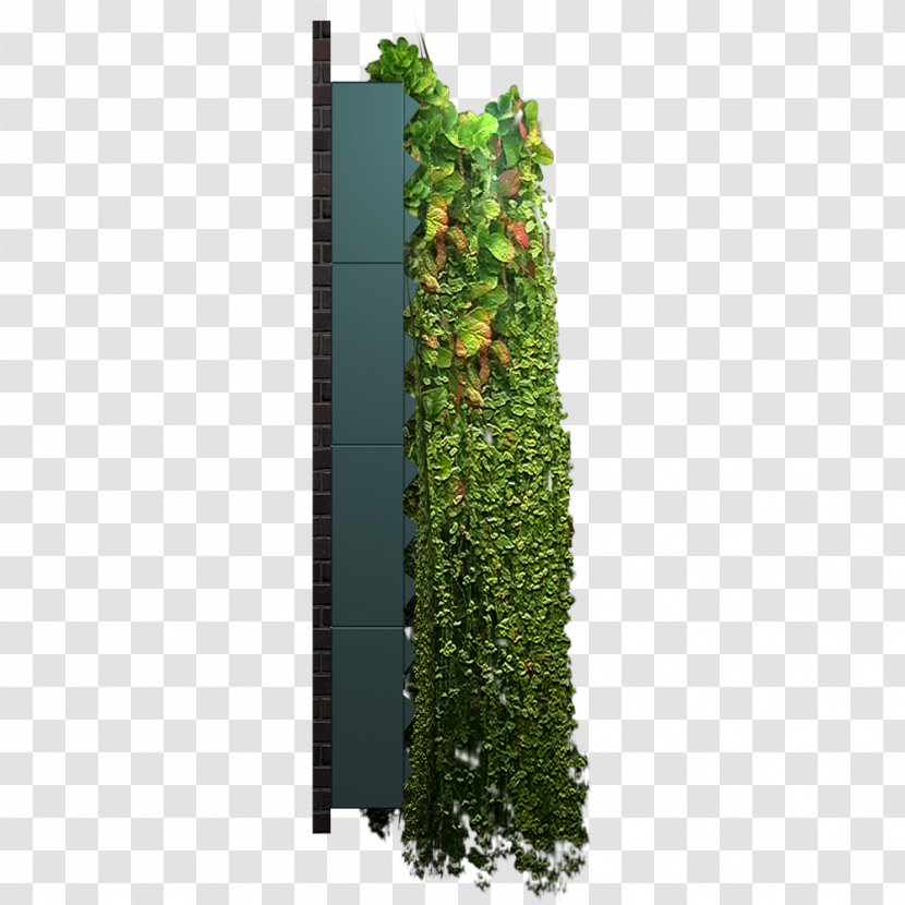 Evergreen Shrub Tree Leaf Flowerpot - Vine - Green City Transparent PNG
