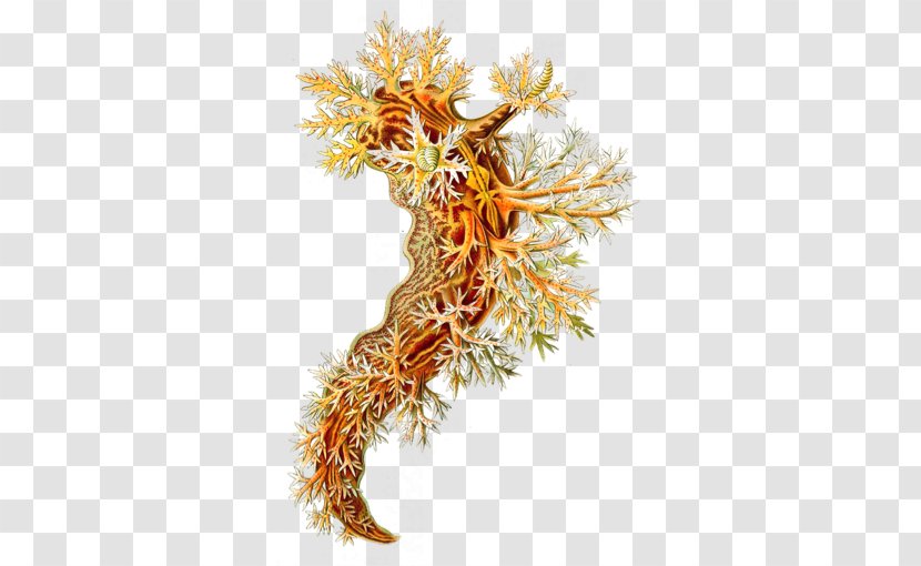 Art Forms In Nature Nudibranch Printmaking Artist - Tree Transparent PNG