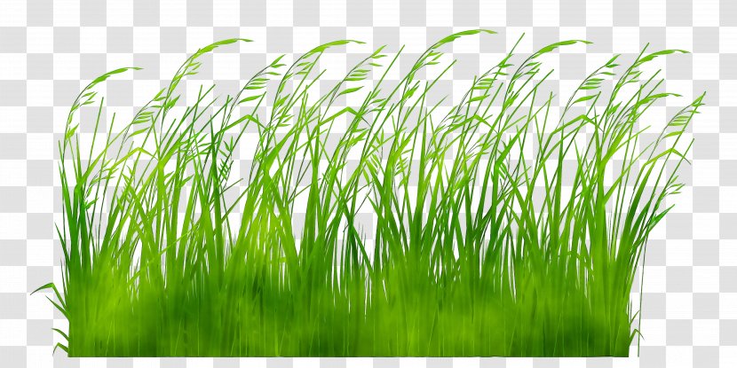 Le Jardinage Facile Gardening Ornamental Grass Gardener Switchgrass - Vetiver - Panicgrass Transparent PNG