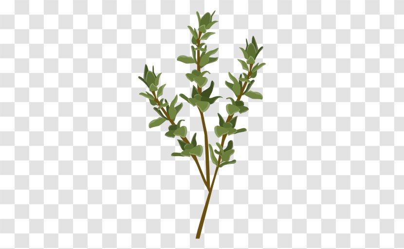 Herb Vector Graphics Thyme Spice - Fines Herbes - Leafs Transparent PNG