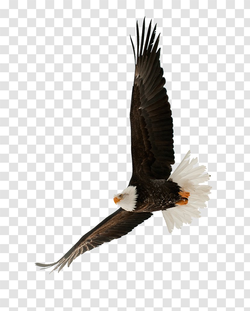 The Bald Eagle Stock Photography Bird - Poster Transparent PNG
