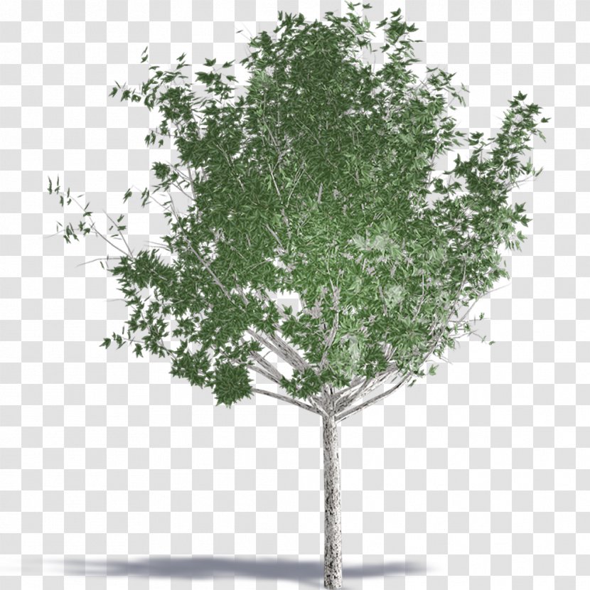 Twig Leaf - Birch Family Transparent PNG