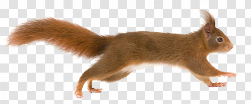Fox Squirrel Tree - Animal - Squirrels Transparent PNG