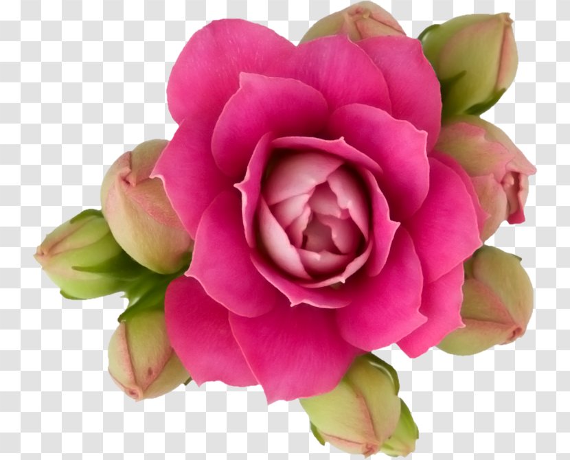 Garden Roses Flower Paper Pink - Bouquet Transparent PNG