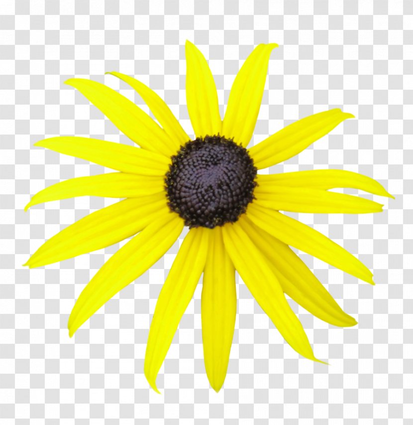 Blackeyed Susan Daisy Family Common Plant - Flower Black Transparent PNG
