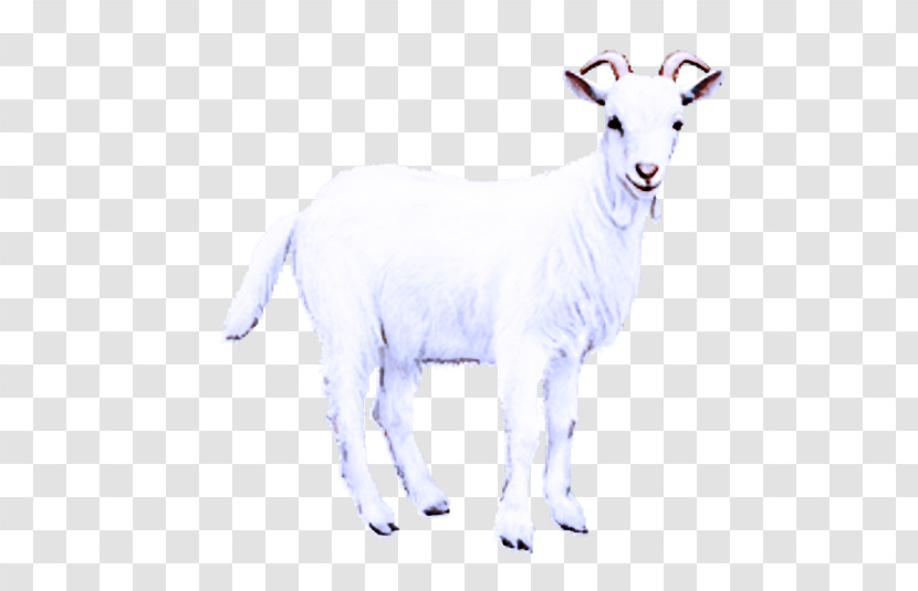 Goat Mountain Goat Sheep Animal Figurine Transparent PNG