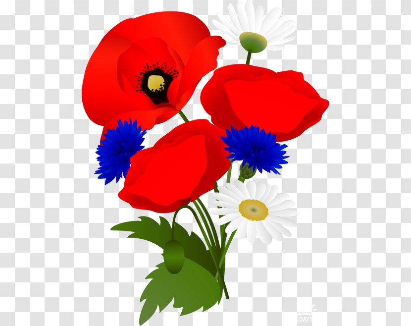 Poppy - Family - Seed Plant Transparent PNG