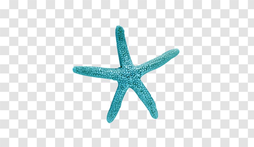 Starfish Beach Seashell PicsArt Photo Studio - Sticker Transparent PNG