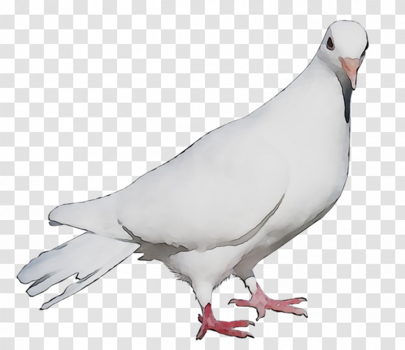 Pigeons And Doves Fauna Neck Beak Feather - Bird Transparent PNG