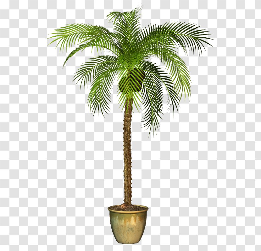 Asian Palmyra Palm Arecaceae Plant Tree - Arecales Transparent PNG