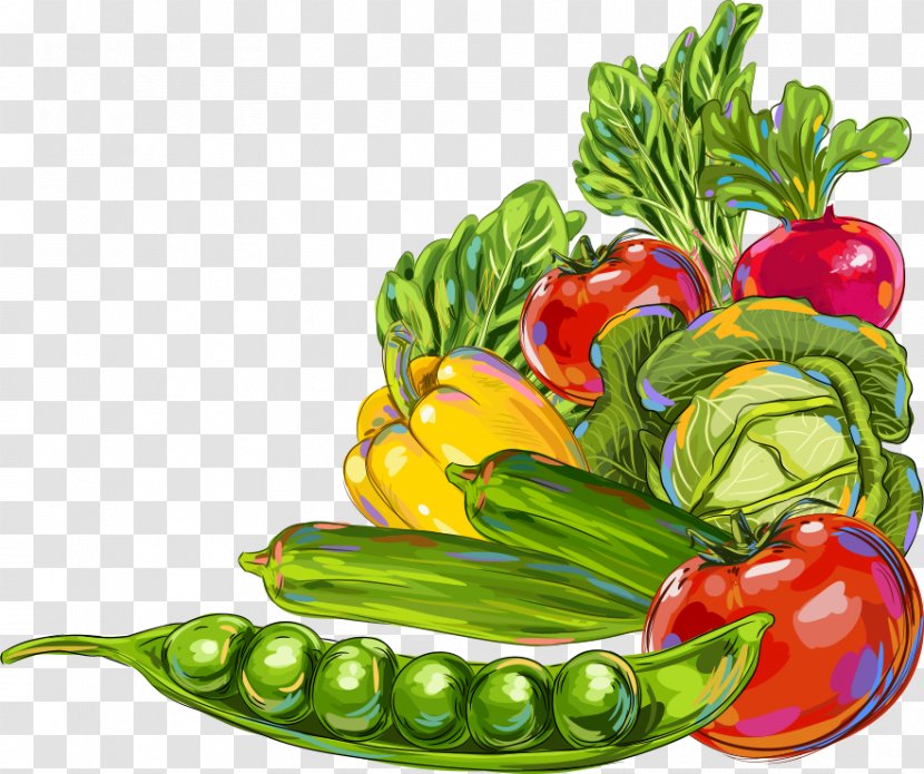 Vegetable Okra Fruit Illustration - Local Food - Vector Pea Tomato Transparent PNG