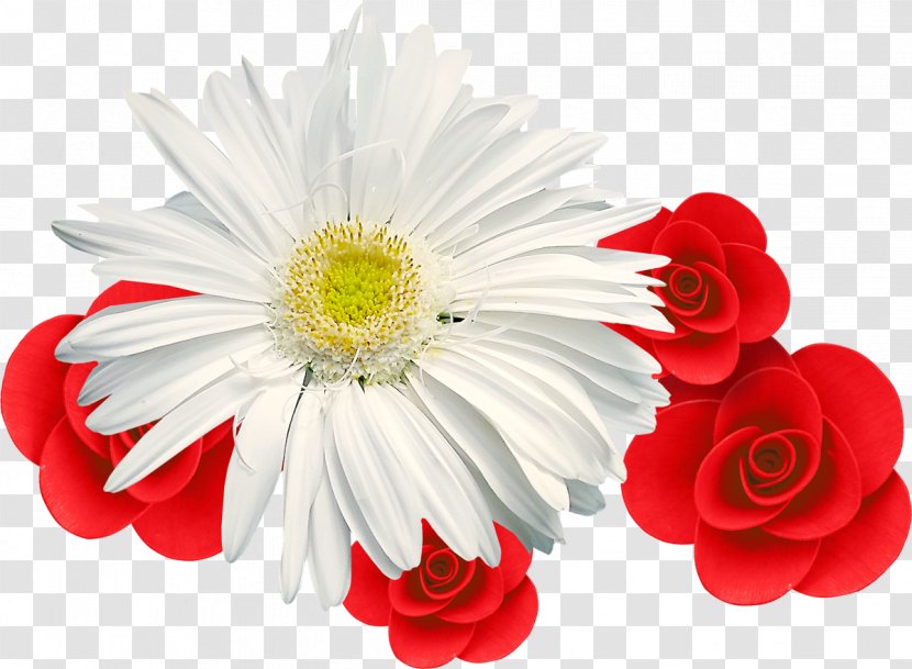 Chrysanthemum Desktop Wallpaper Muscle - Red - Camomile Transparent PNG