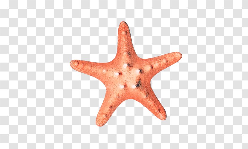 Starfish Euclidean Vector - Peach - Pictures Transparent PNG