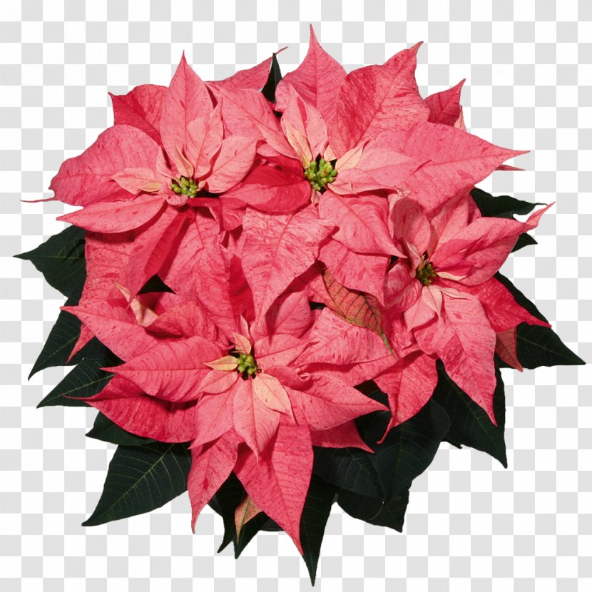 Poinsettia Christmas Flower Spurges Color - Petal - Pelargonium Transparent PNG