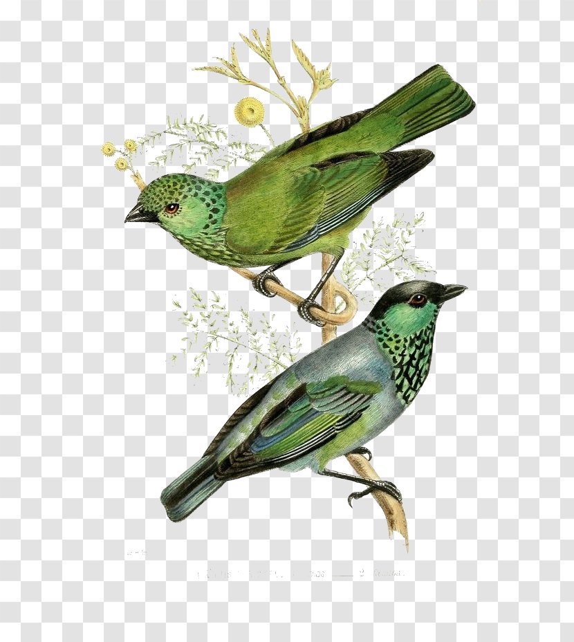 The Birds Of America Printmaking Vintage Print Illustration - Green Bird Couple Transparent PNG