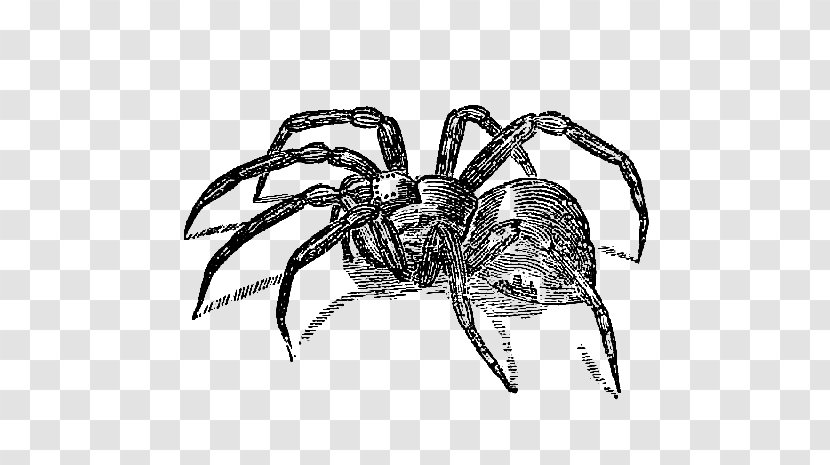 Spider Clip Art - Web - Scary Cliparts Transparent PNG