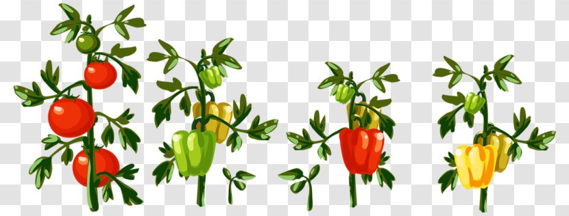 Vegetable Chili Pepper Clip Art Transparent PNG