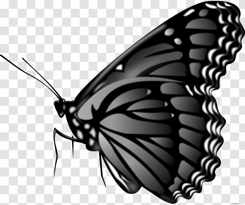 GPS Navigation Systems Vector Graphics Image Photography - Pollinator - Butterfly Transparent PNG